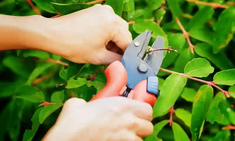 Orange County Tree Removal