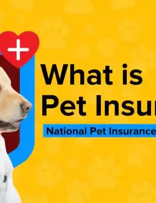 dog insurance