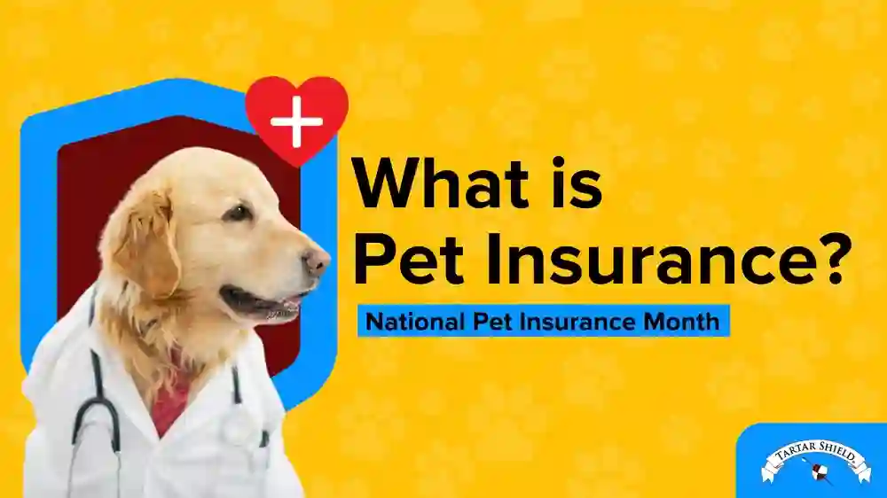 dog insurance
