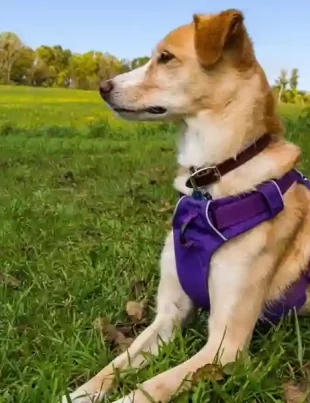 Dog Harness